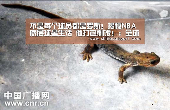 全球总决赛官网
