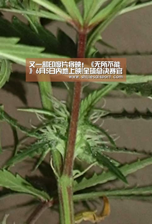 世界赛官网
